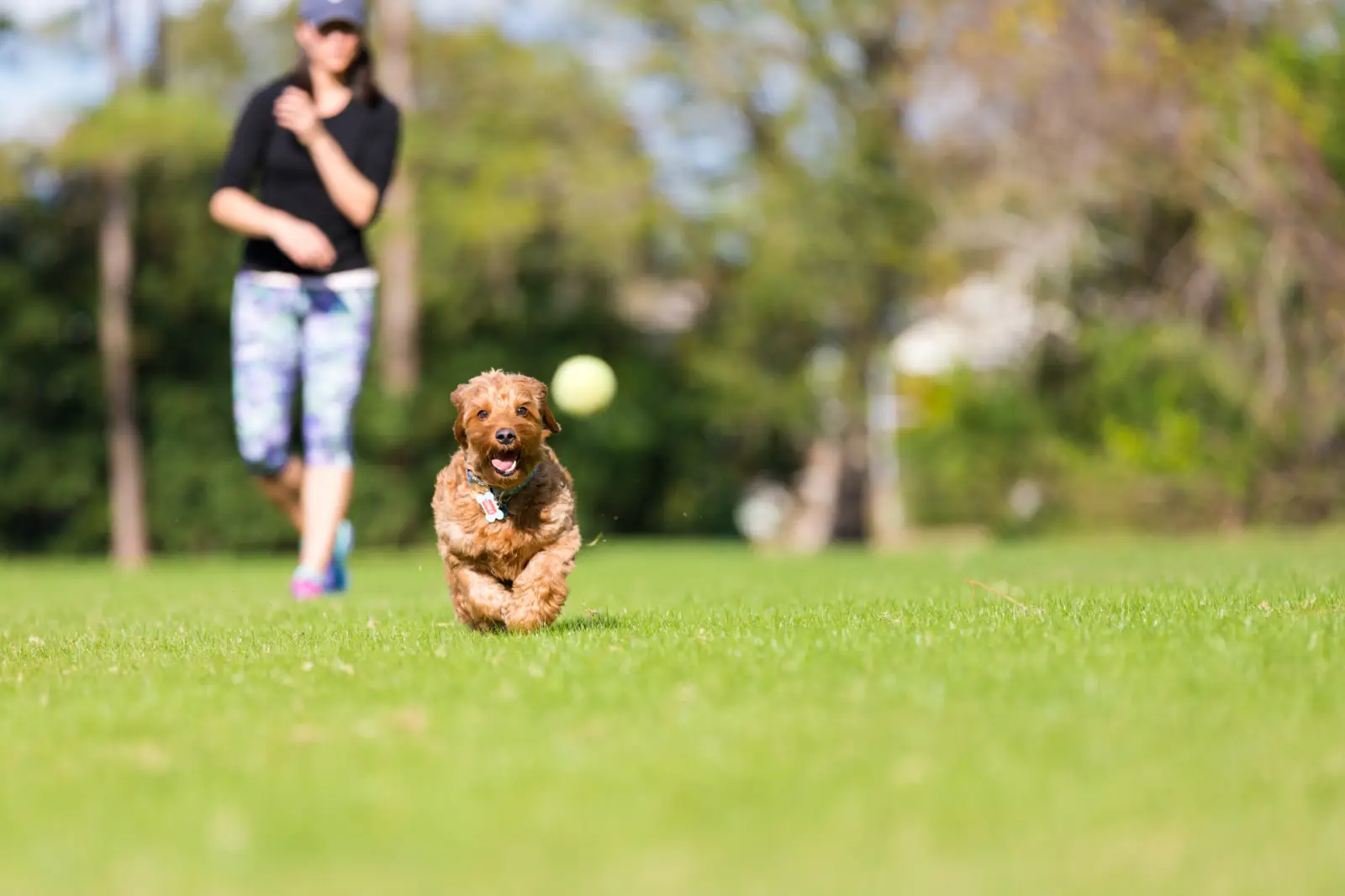 Dog Park